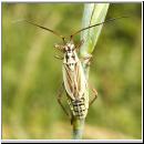 Leptopterna - Weichwanze-Larve 01.jpg